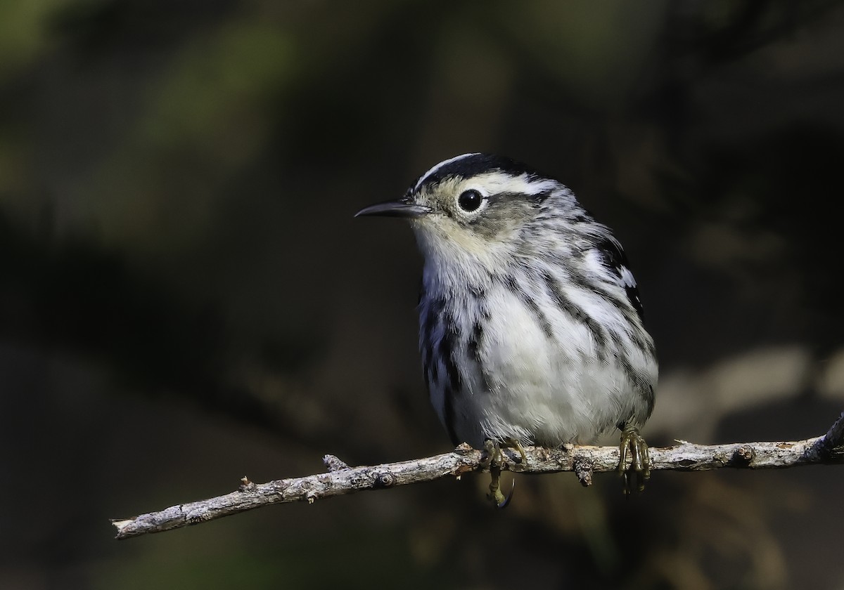 Black-and-white Warbler - ML619357757