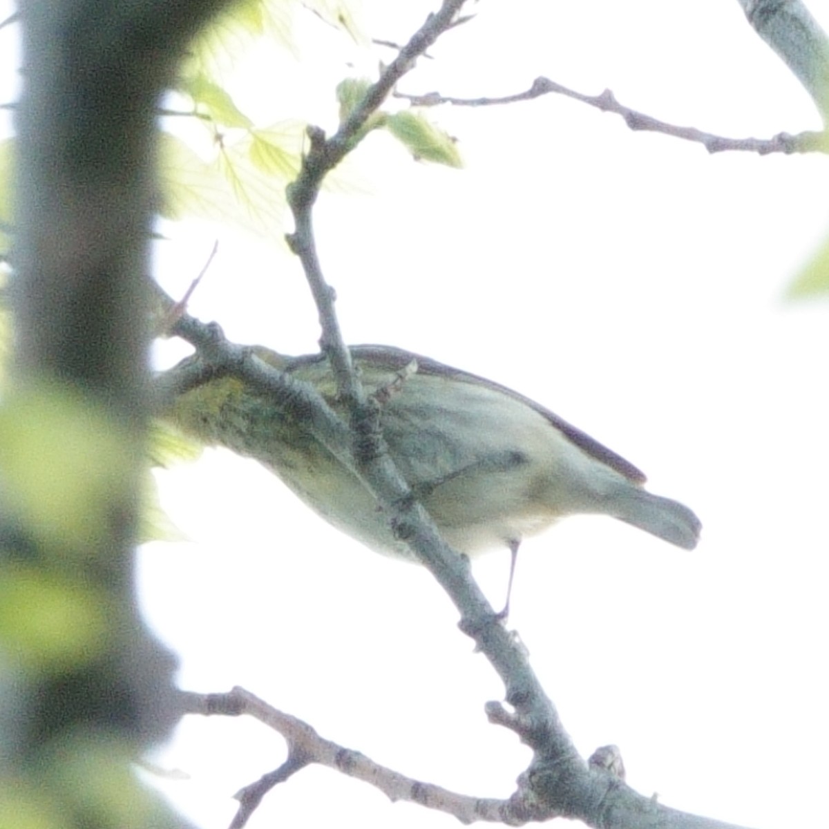 Cape May Warbler - ML619357763
