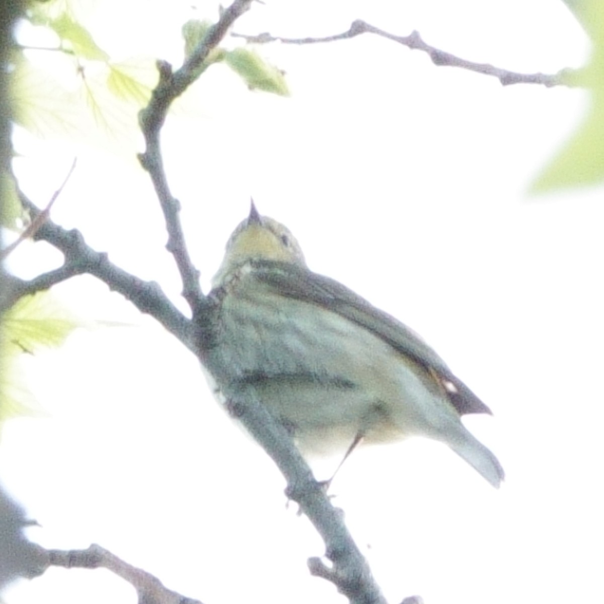 Cape May Warbler - ML619357765