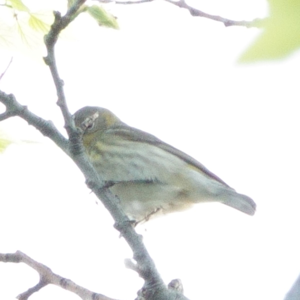 Cape May Warbler - ML619357766