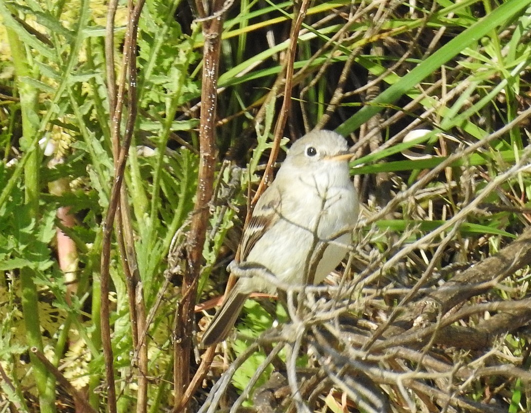 eBird Checklist - 20 May 2024 - Frenchman's Bar Regional Park - 30 species