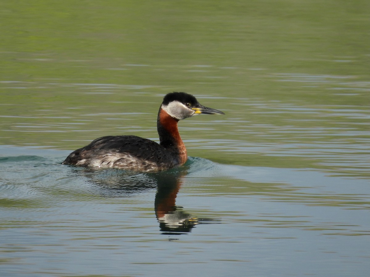 Red-necked Grebe - ML619357921