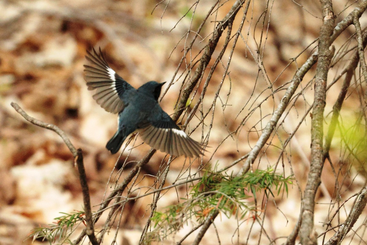 Black-throated Blue Warbler - ML619357934