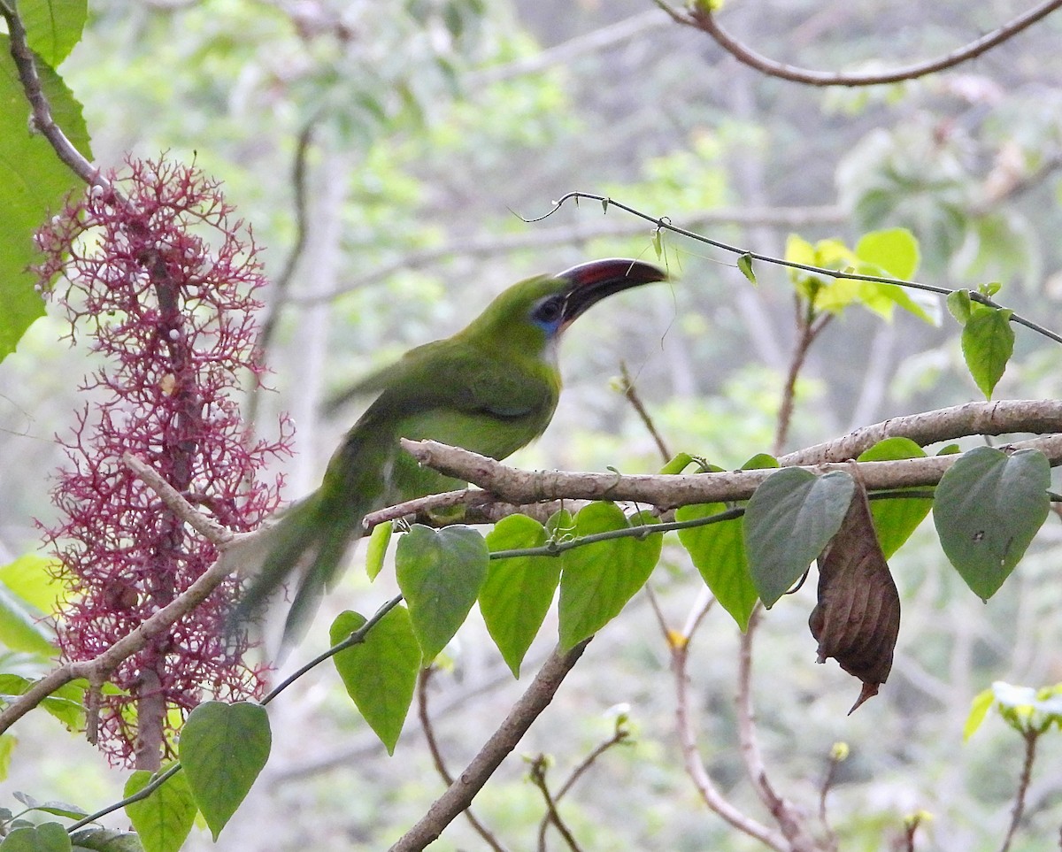 Groove-billed Toucanet - ML619357958