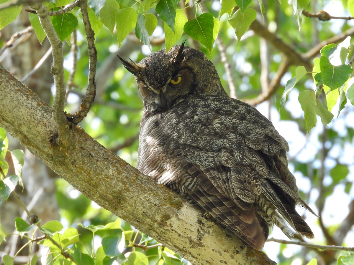 Great Horned Owl - ML619358083