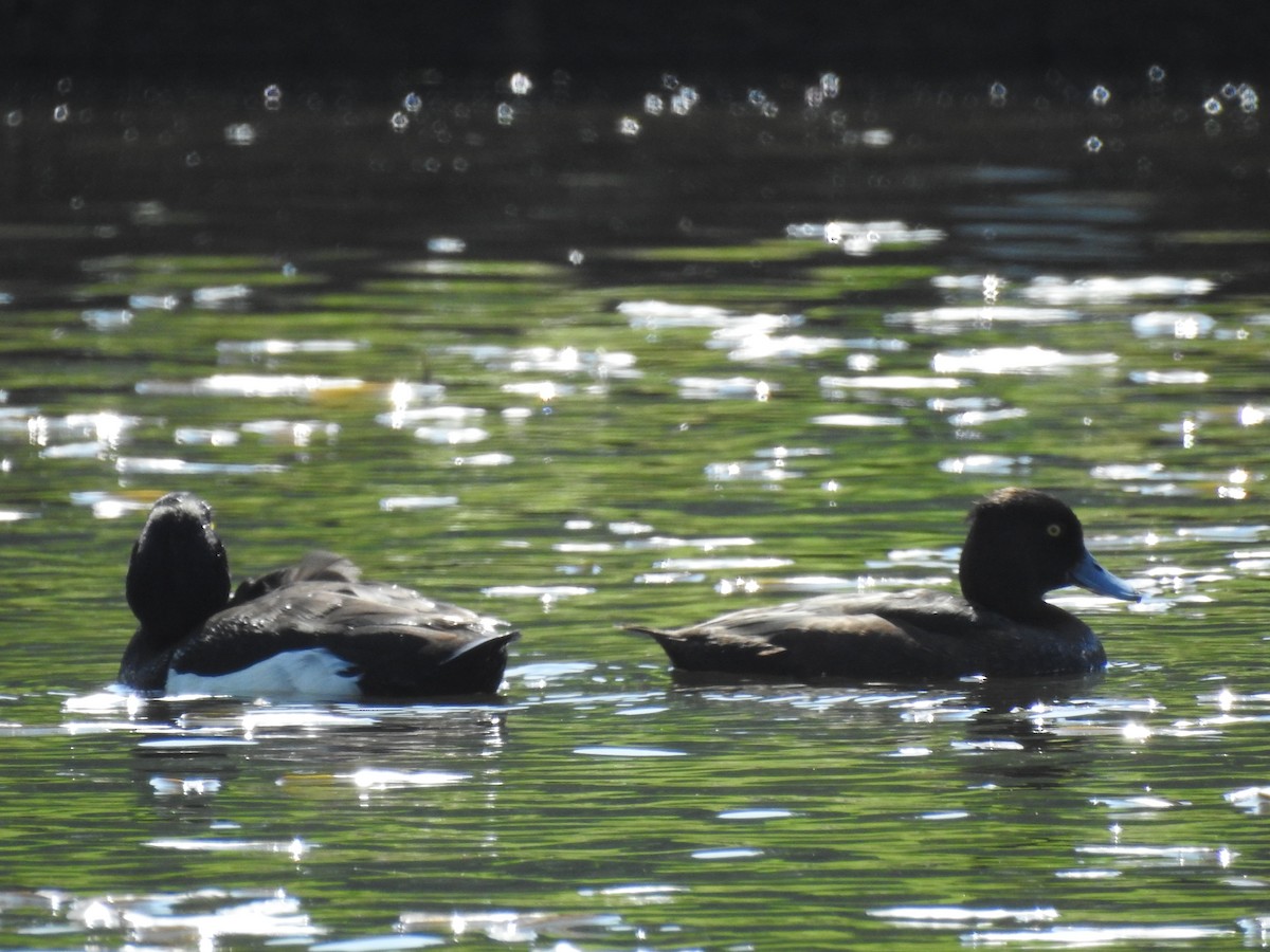 Tufted Duck - ML619358190