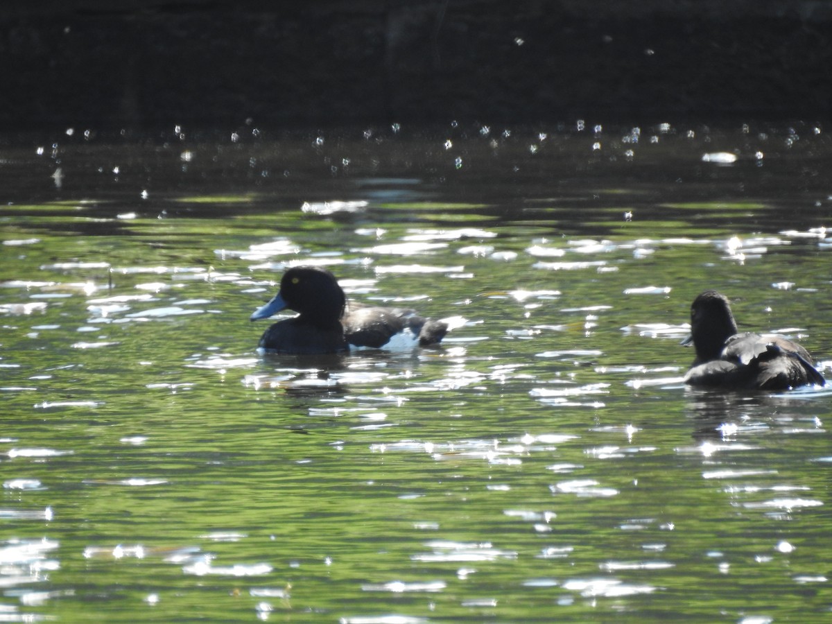 Tufted Duck - ML619358191