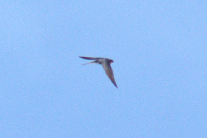 Barn Swallow (White-bellied) - ML619358194