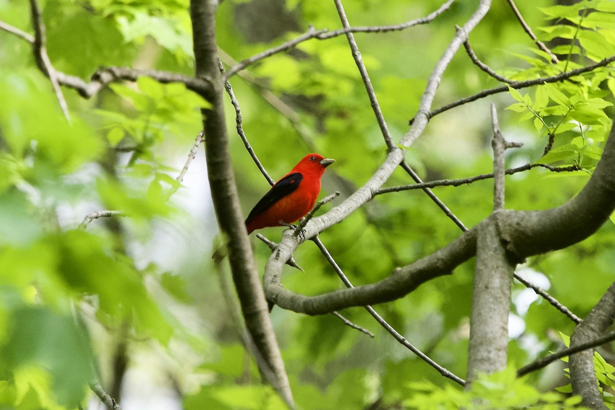 Scarlet Tanager - ML619358207