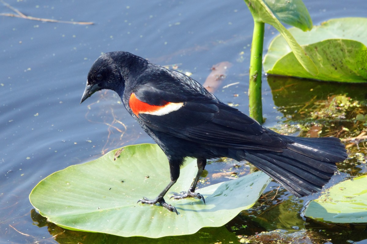 Red-winged Blackbird (Red-winged) - ML619358241