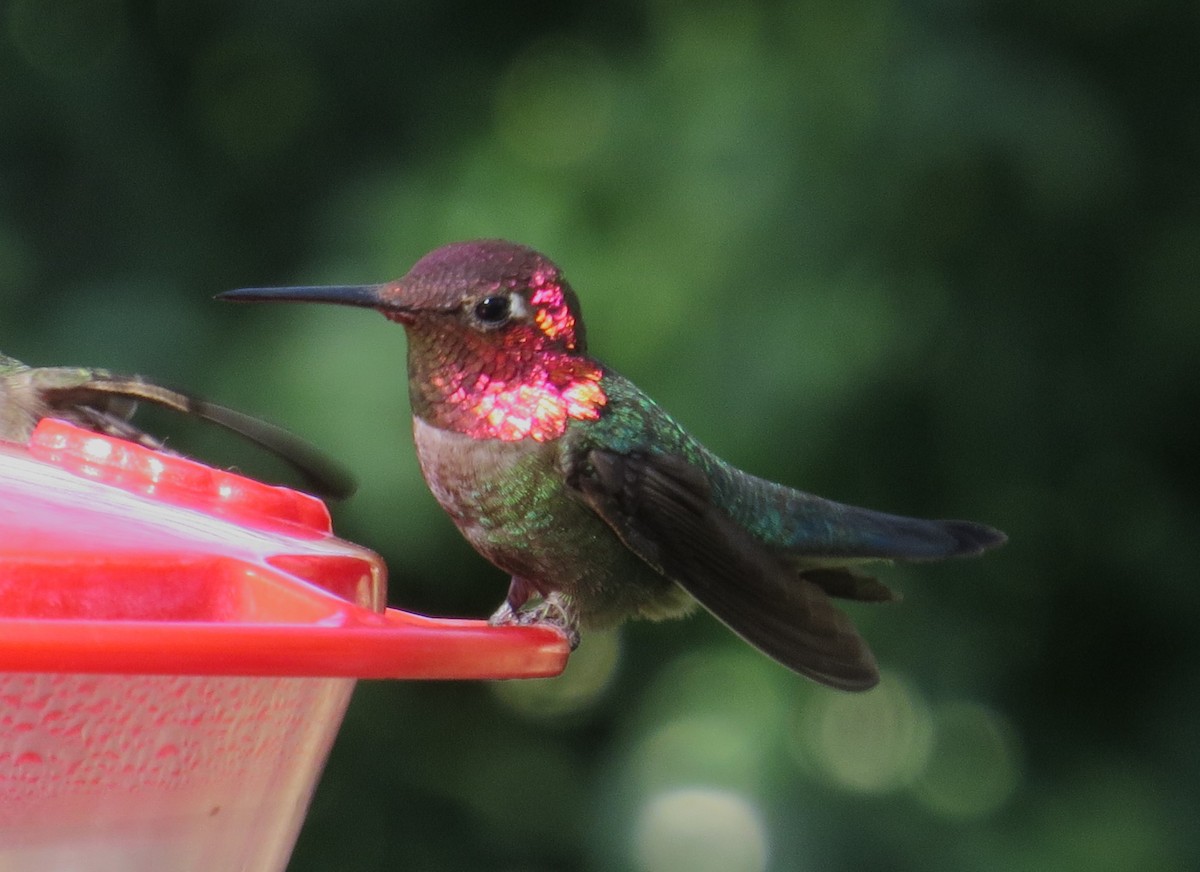 Anna's Hummingbird - ML619358244