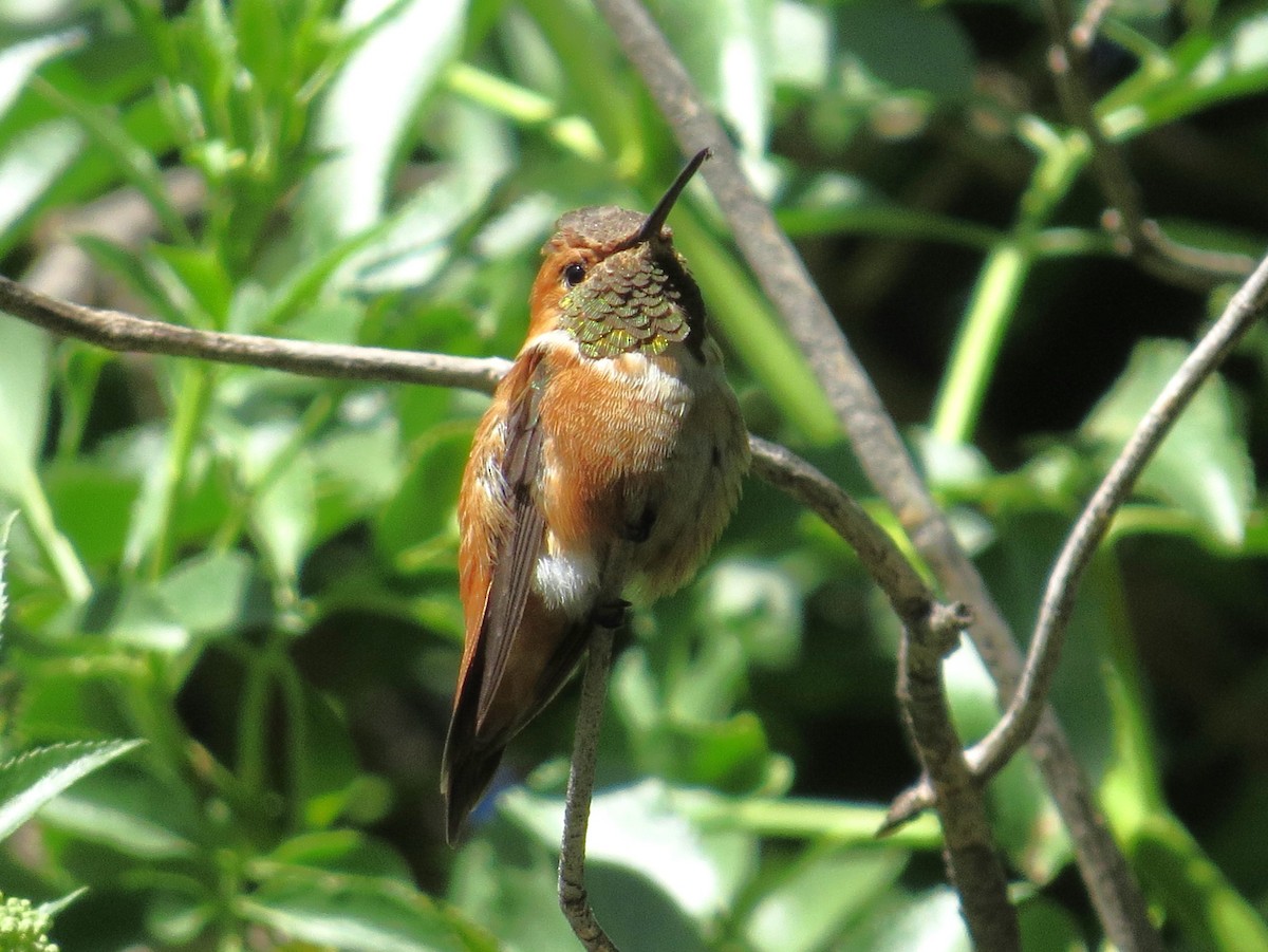Rufous Hummingbird - ML619358262