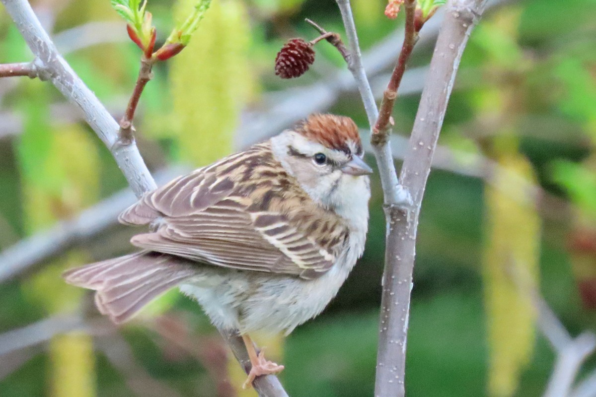 Chipping Sparrow - ML619358275