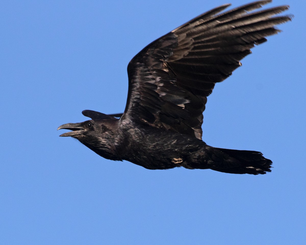 Common Raven - ML619358281