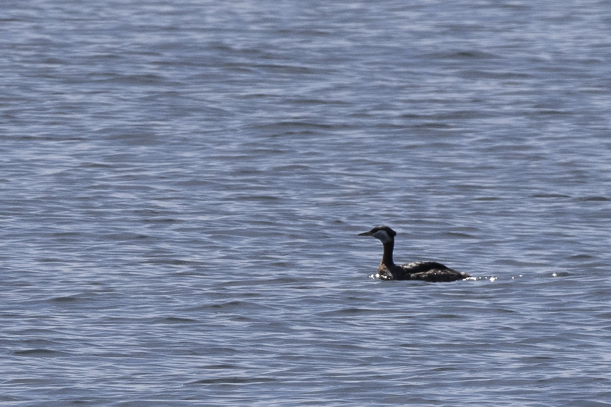 Red-necked Grebe - ML619358326