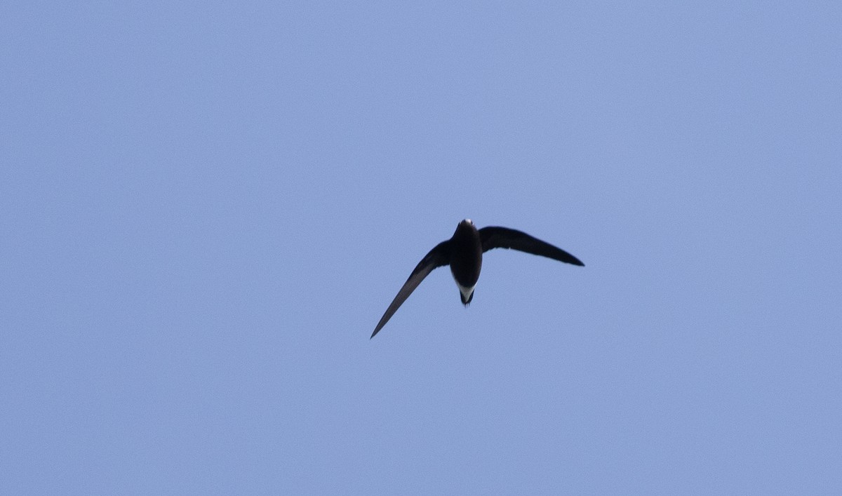 Brown-backed Needletail - ML619358347