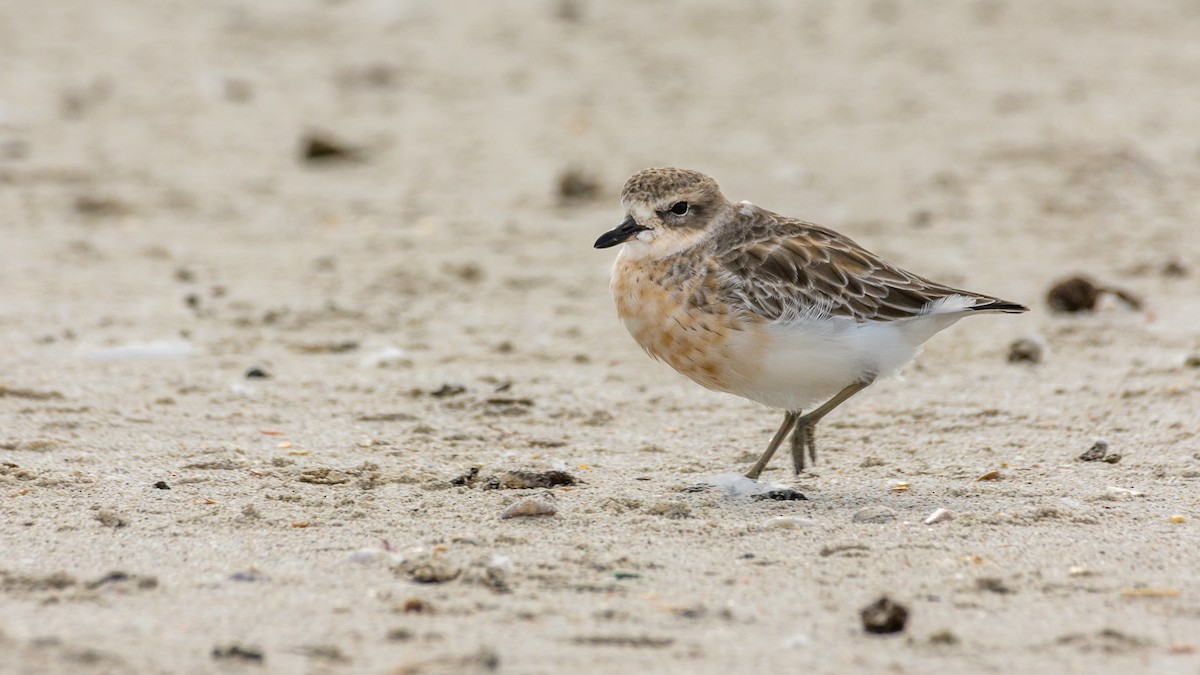 Red-breasted Dotterel - ML619358390