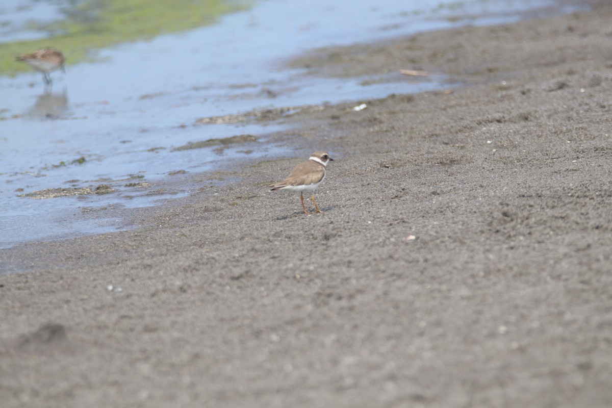 Semipalmated Plover - ML619358395