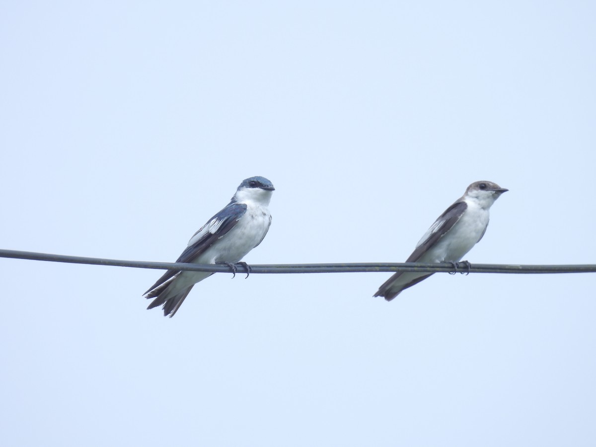 White-winged Swallow - ML619358420