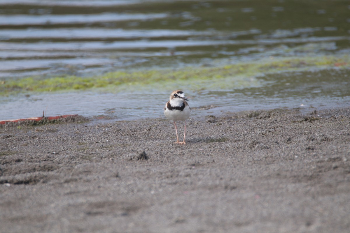 Collared Plover - ML619358423