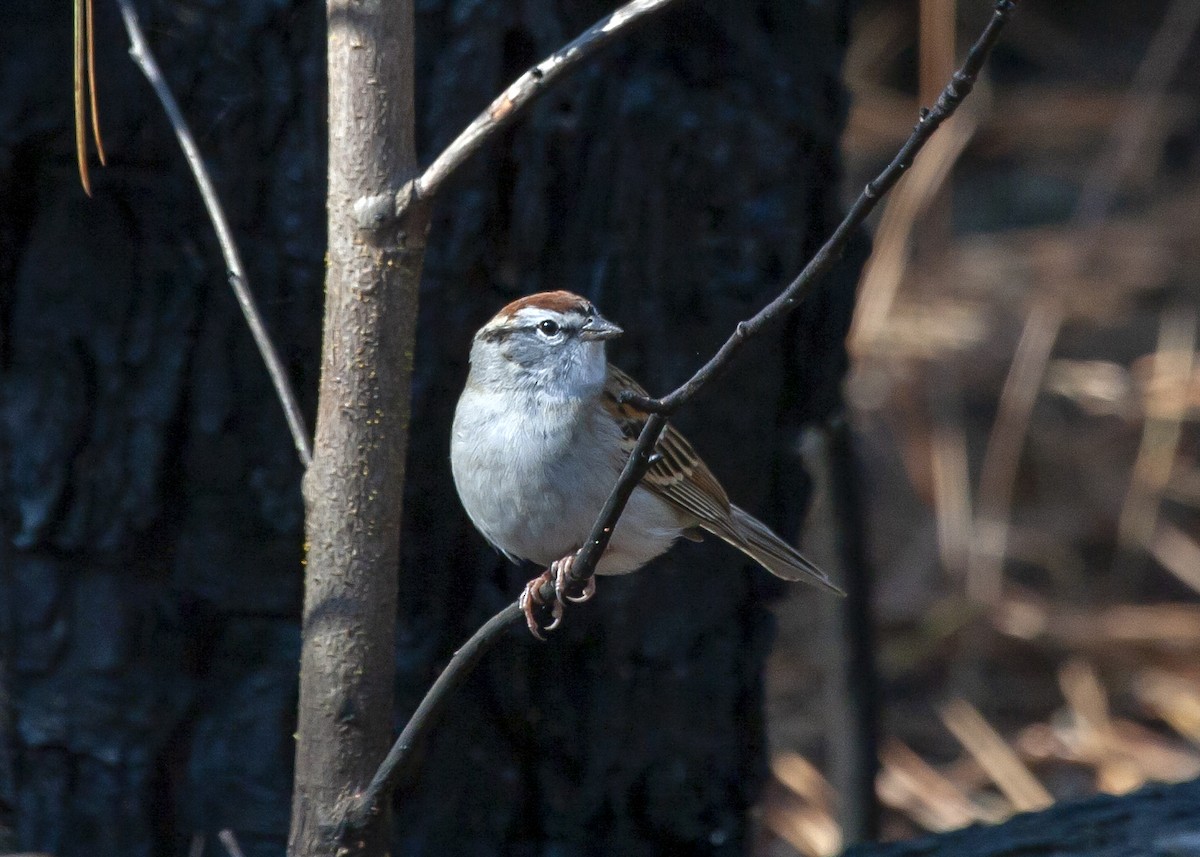 Chipping Sparrow - ML619358427