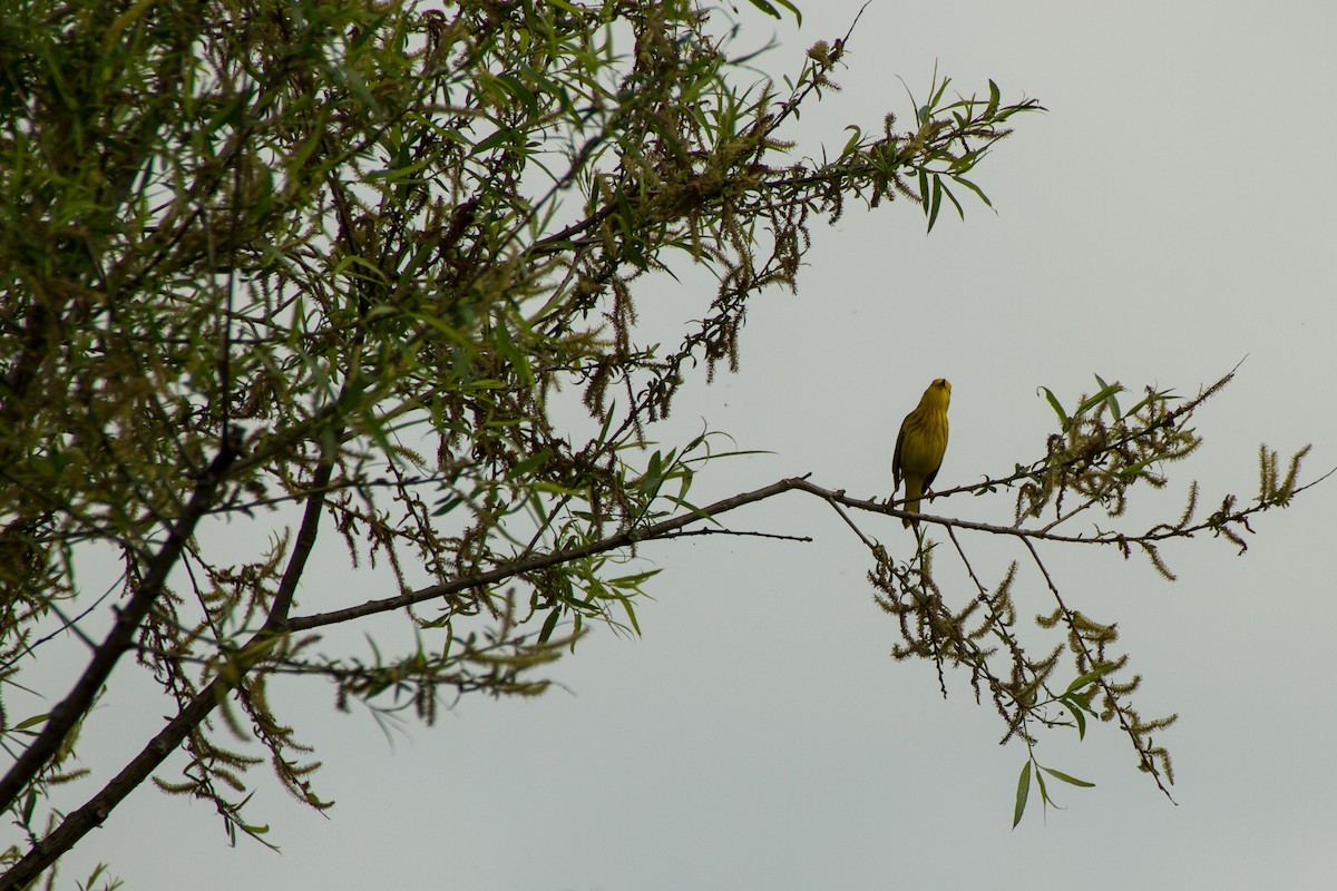 Yellow Warbler (Northern) - ML619358458