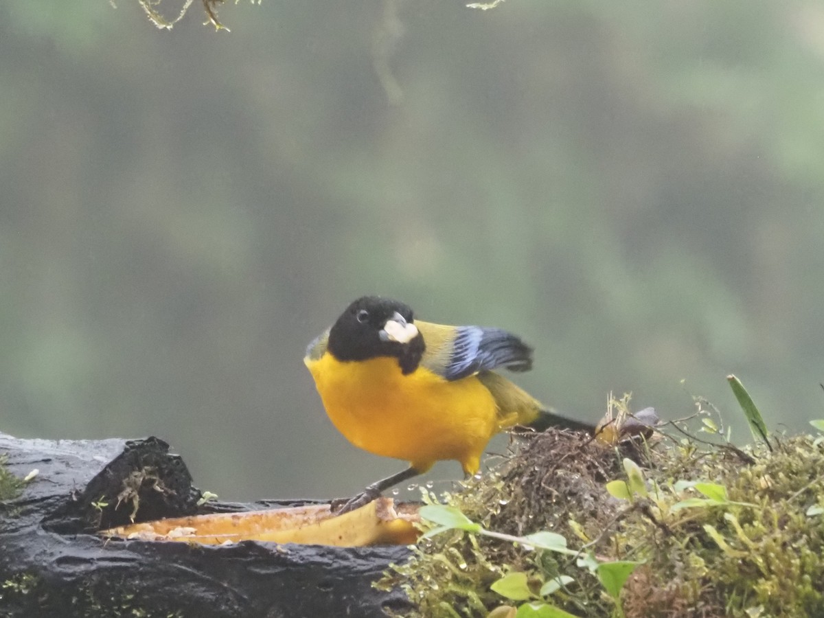 Black-chinned Mountain Tanager - ML619358482