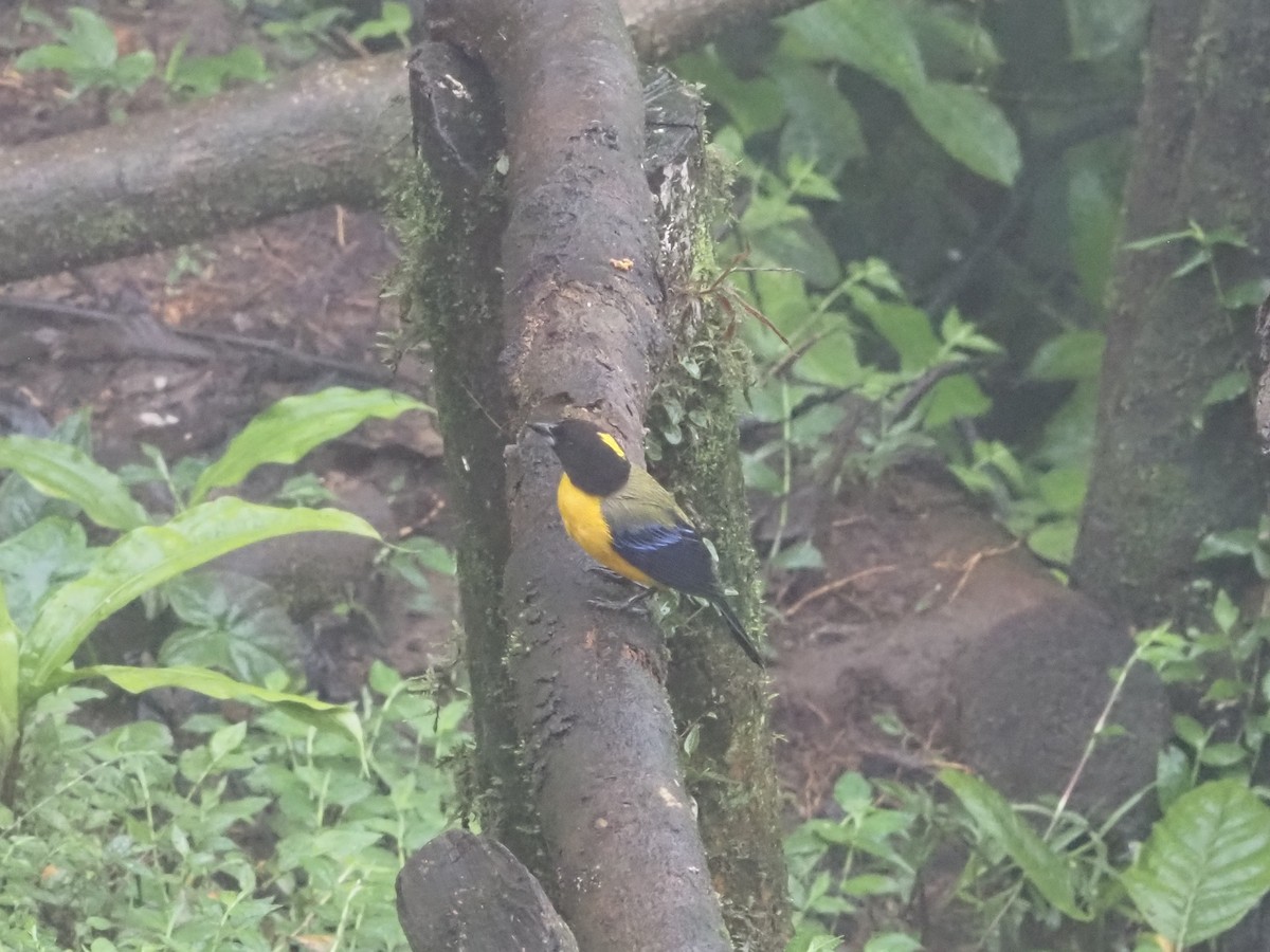 Black-chinned Mountain Tanager - ML619358483