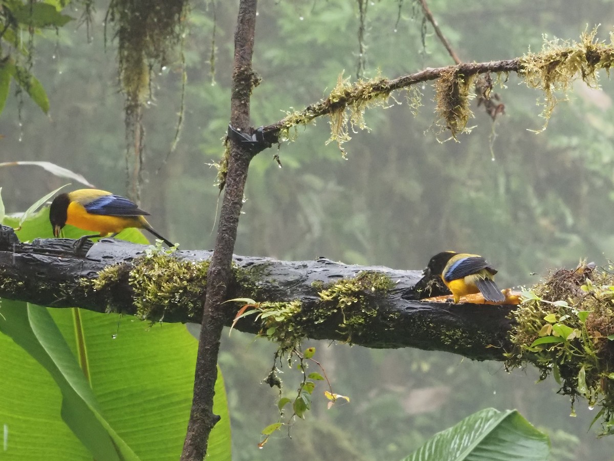 Black-chinned Mountain Tanager - ML619358484