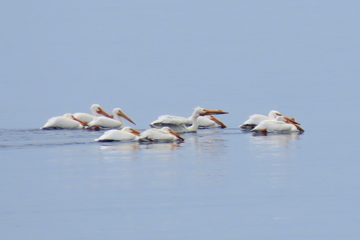 pelikán severoamerický - ML619358489