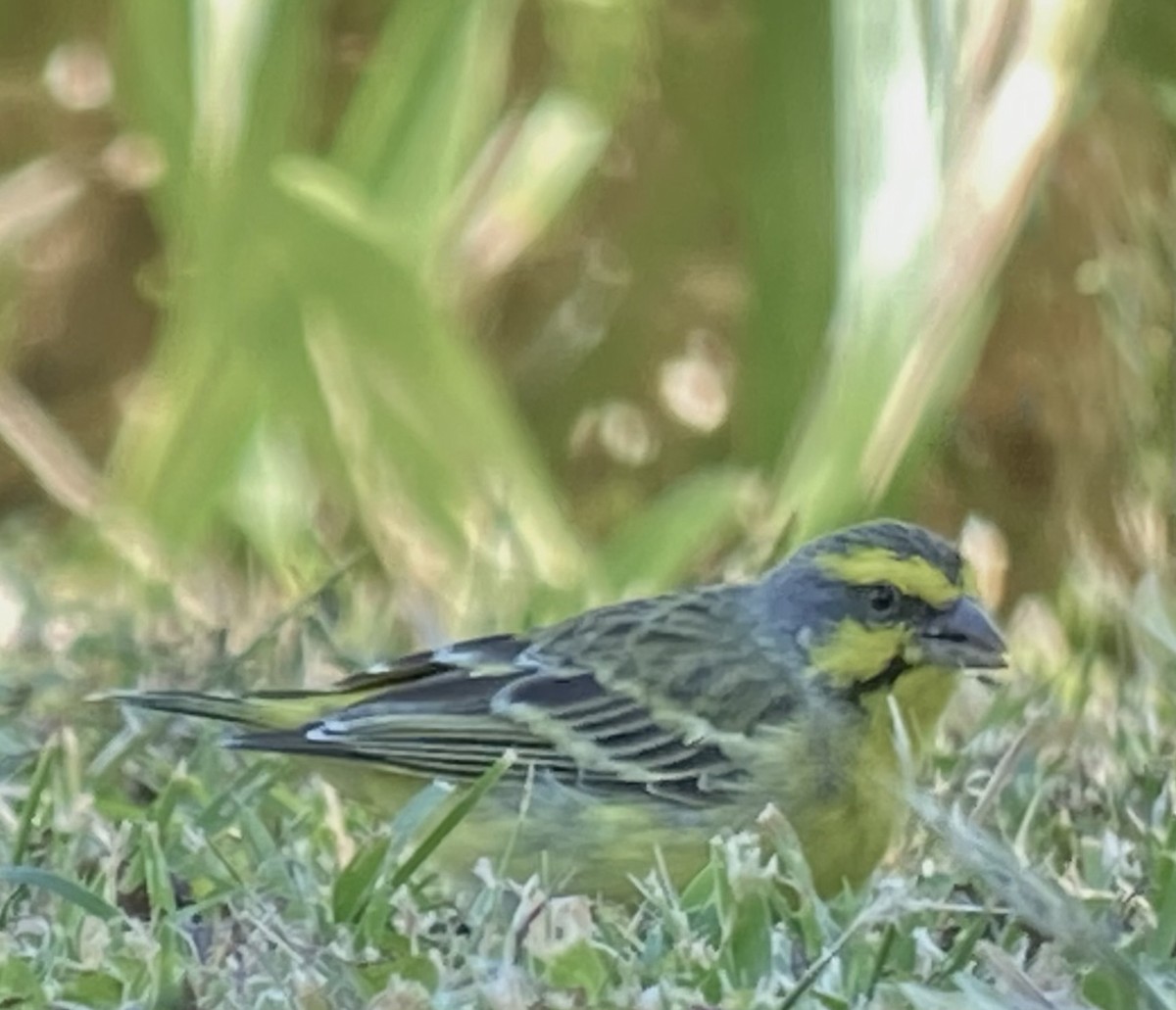 Yellow-fronted Canary - ML619358492