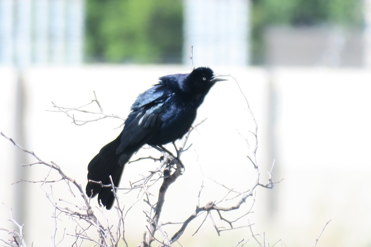 Great-tailed Grackle - ML619358499