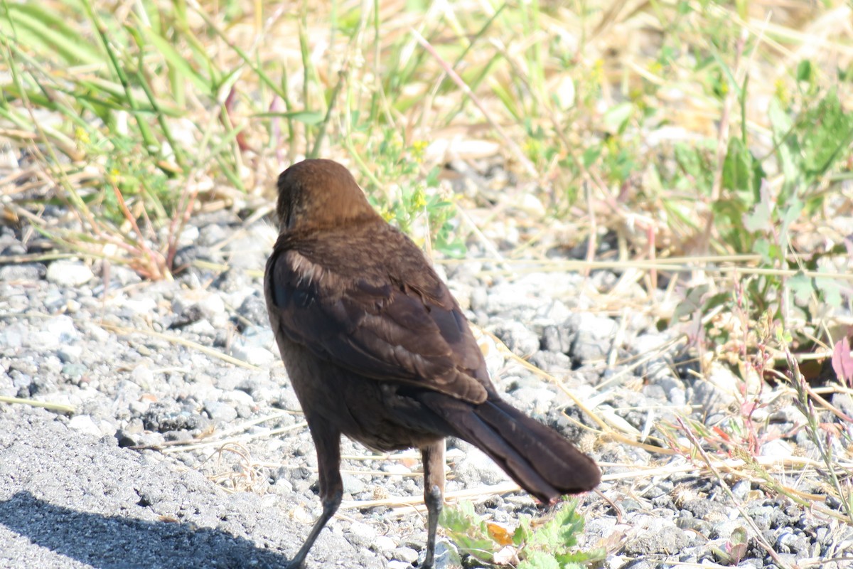 Great-tailed Grackle - ML619358502