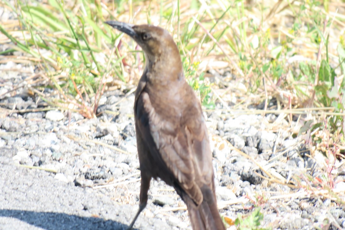 Great-tailed Grackle - ML619358503