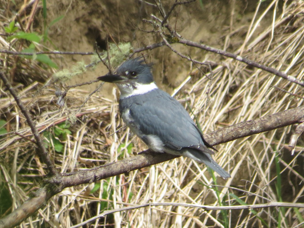 Belted Kingfisher - ML619358518