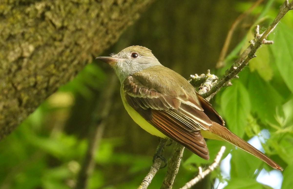 Great Crested Flycatcher - ML619358523