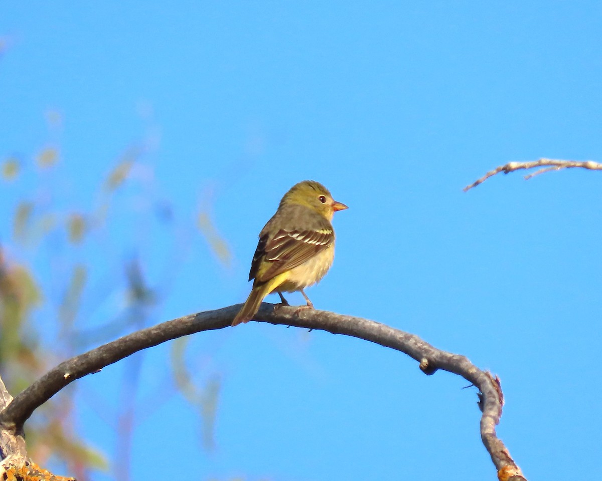 Western Tanager - ML619358540