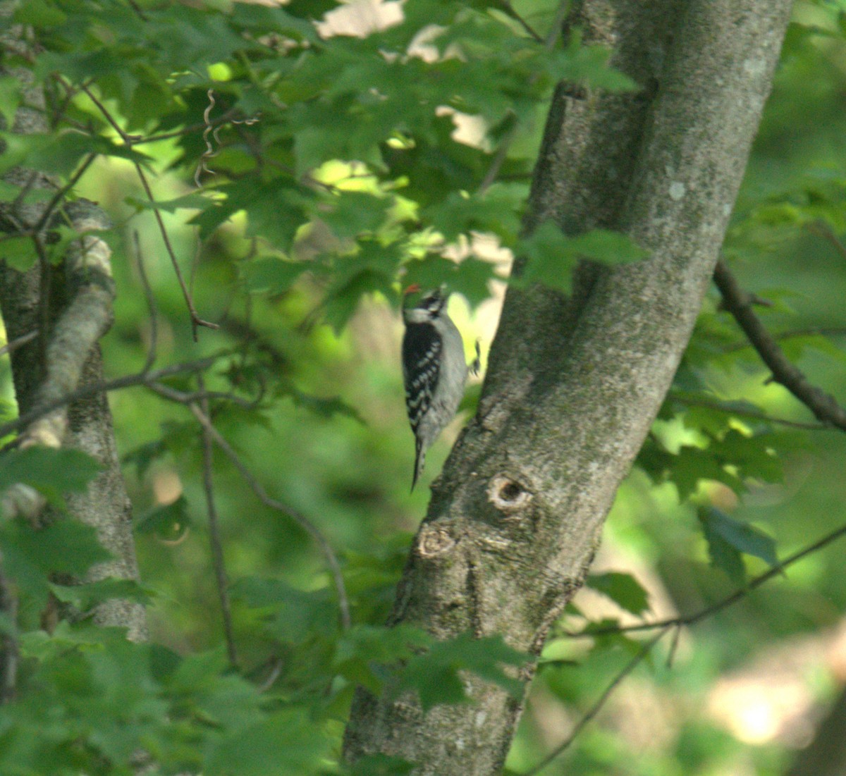 Downy Woodpecker - ML619358564