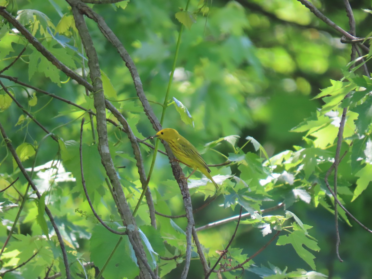 Yellow Warbler - ML619358613