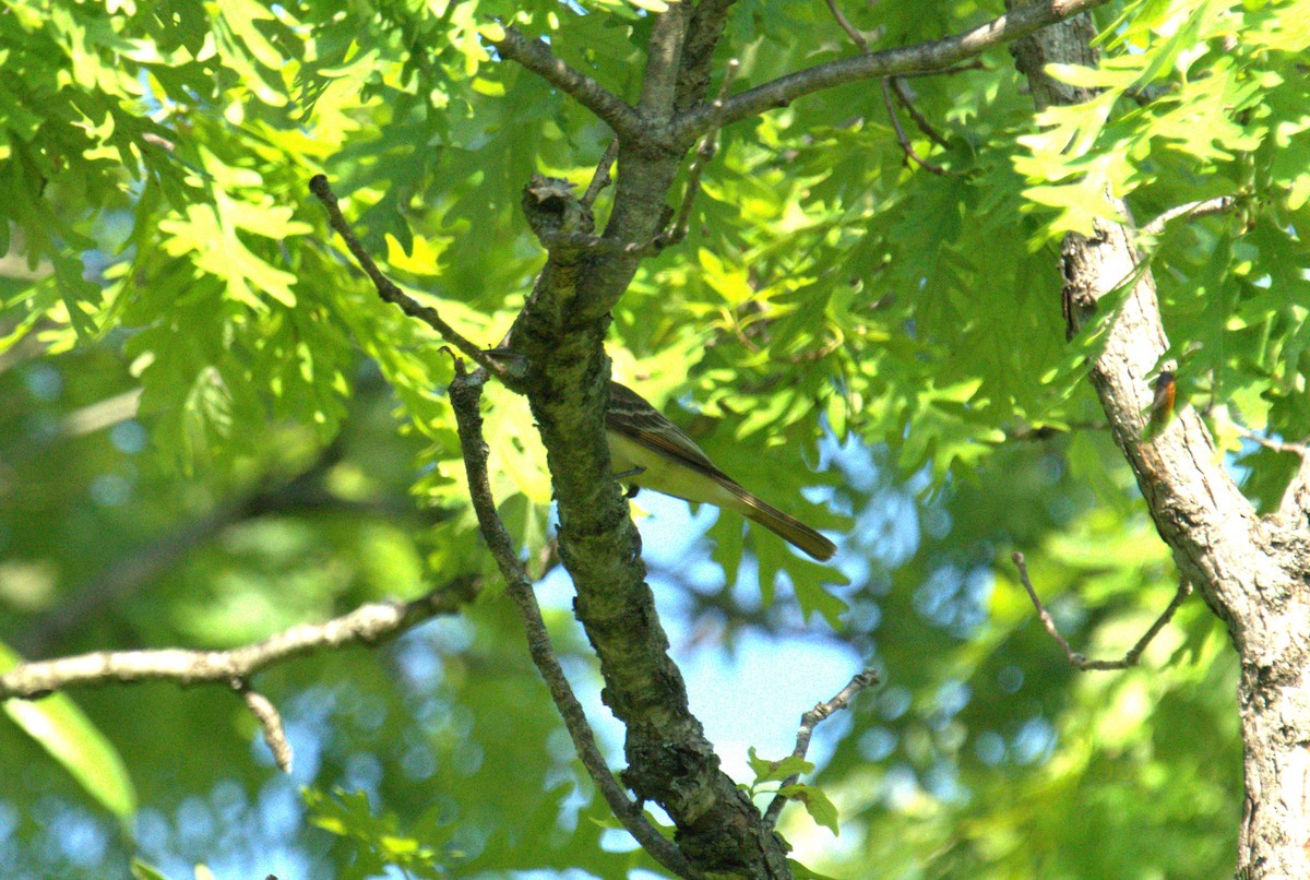 Great Crested Flycatcher - ML619358648