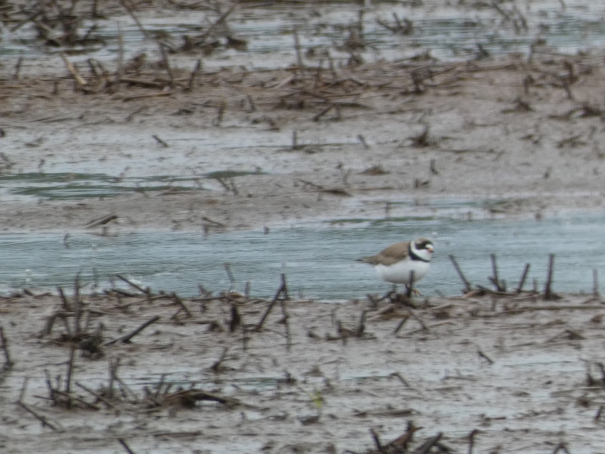 Semipalmated Plover - ML619358651