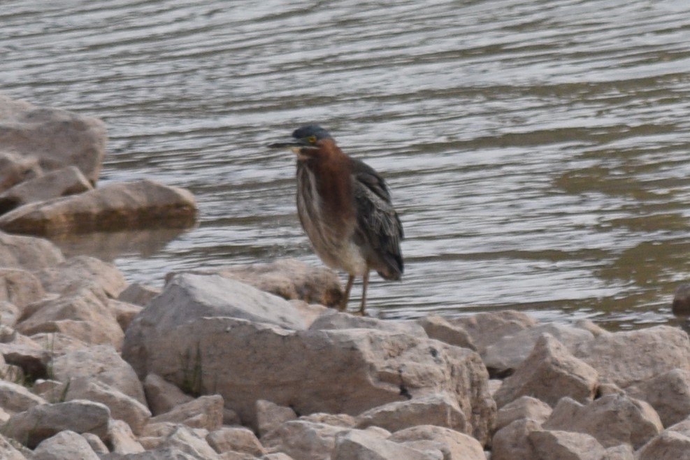 Green Heron - ML619358660