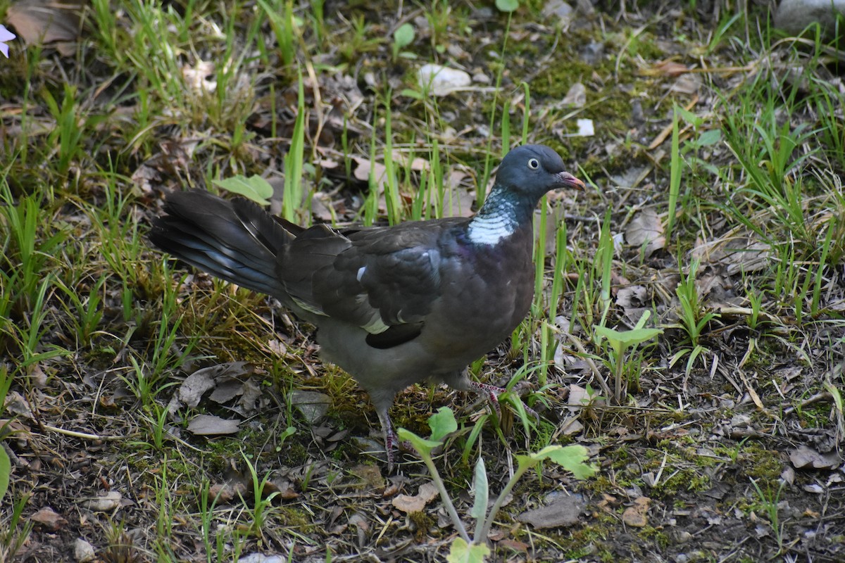 Common Wood-Pigeon - ML619358661