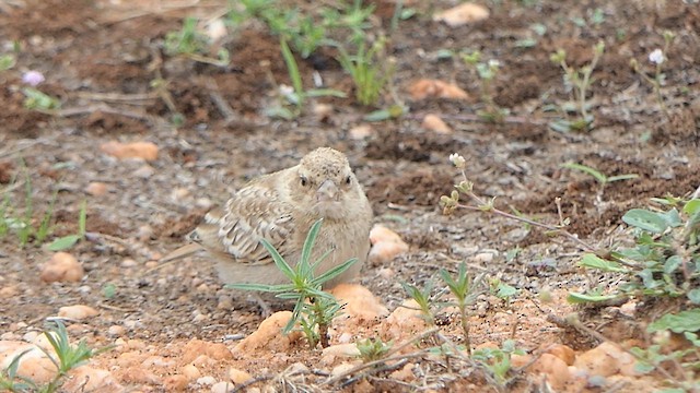 Ashy-crowned Sparrow-Lark - ML619358717