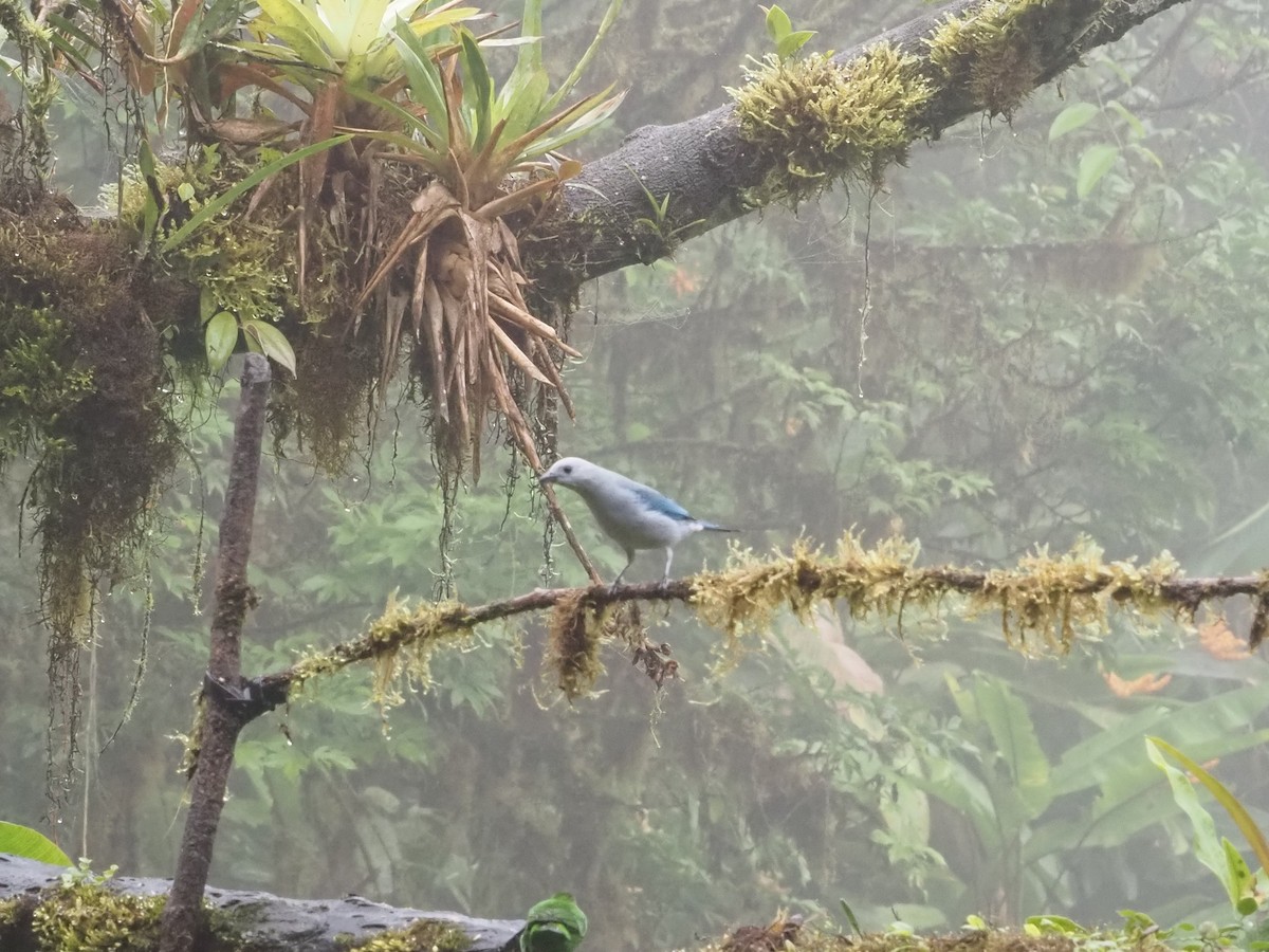 Blue-gray Tanager - ML619358754
