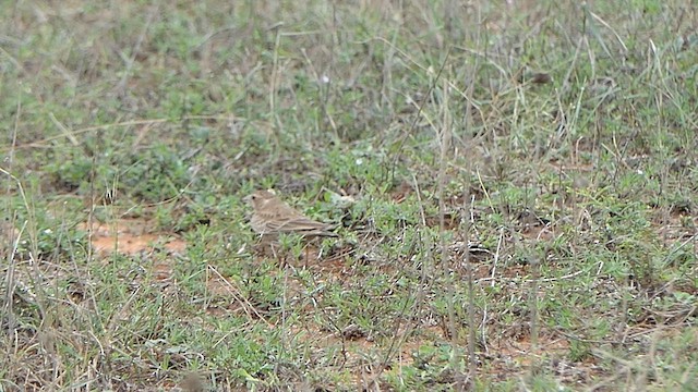 Ashy-crowned Sparrow-Lark - ML619358797