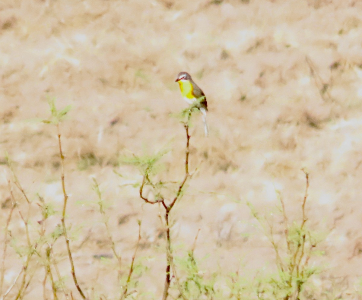 Yellow-breasted Chat - ML619358801
