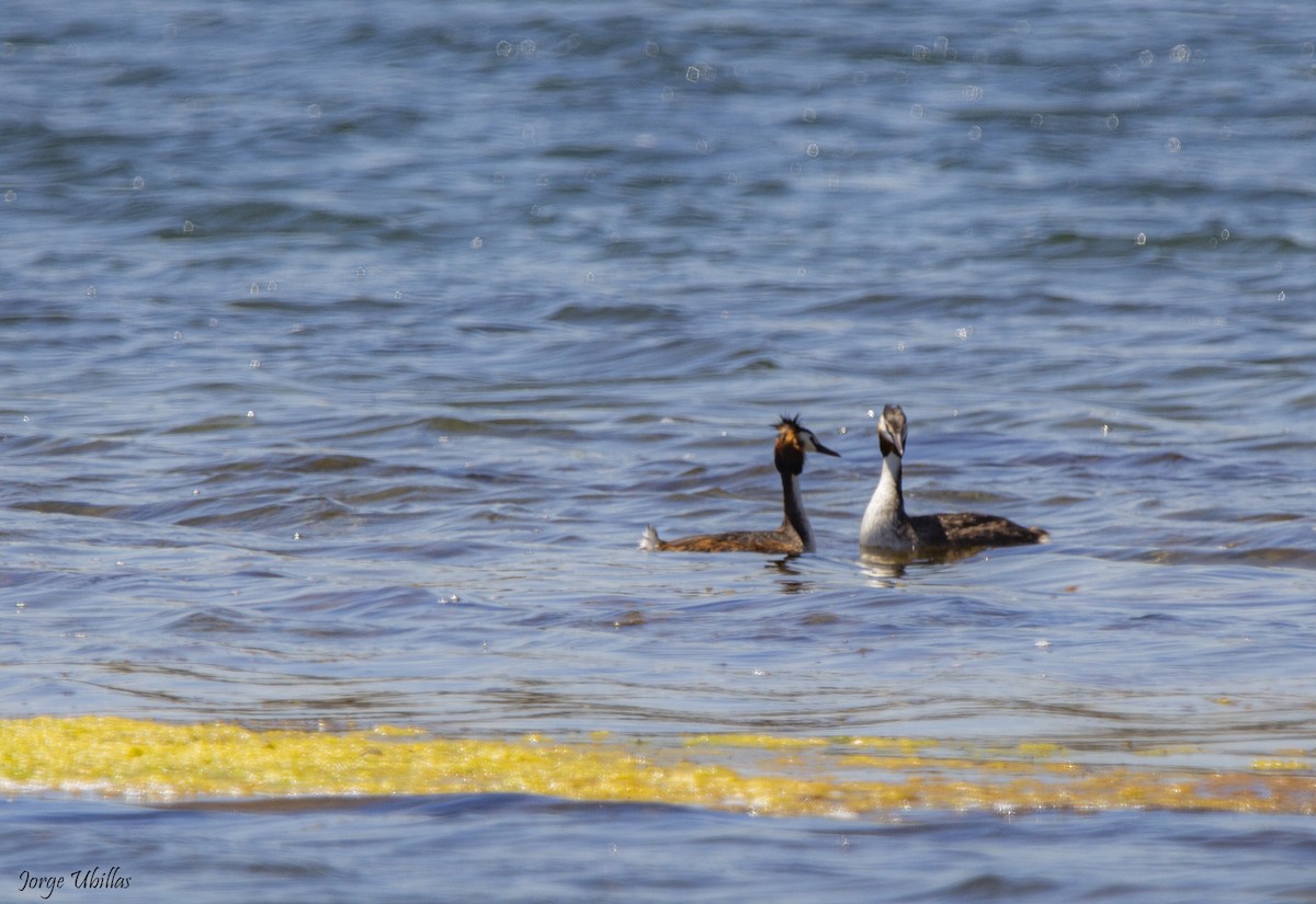 Great Crested Grebe - ML619358806