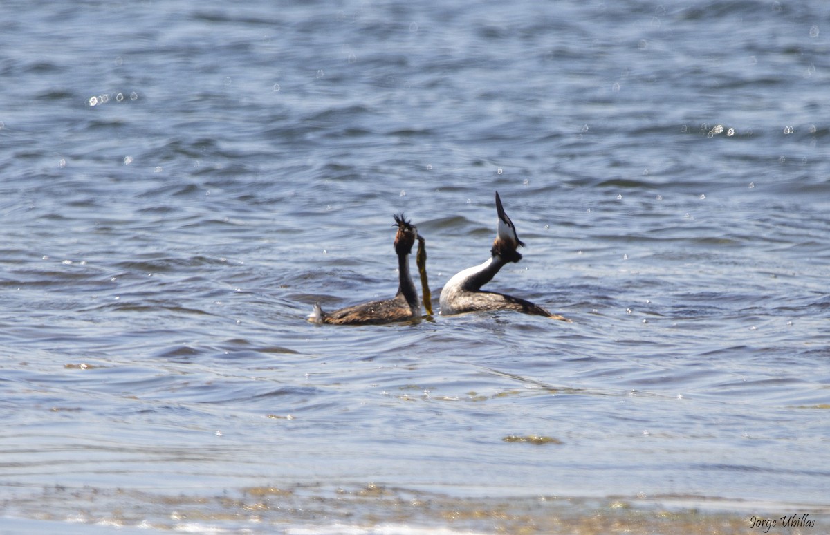 Great Crested Grebe - ML619358809