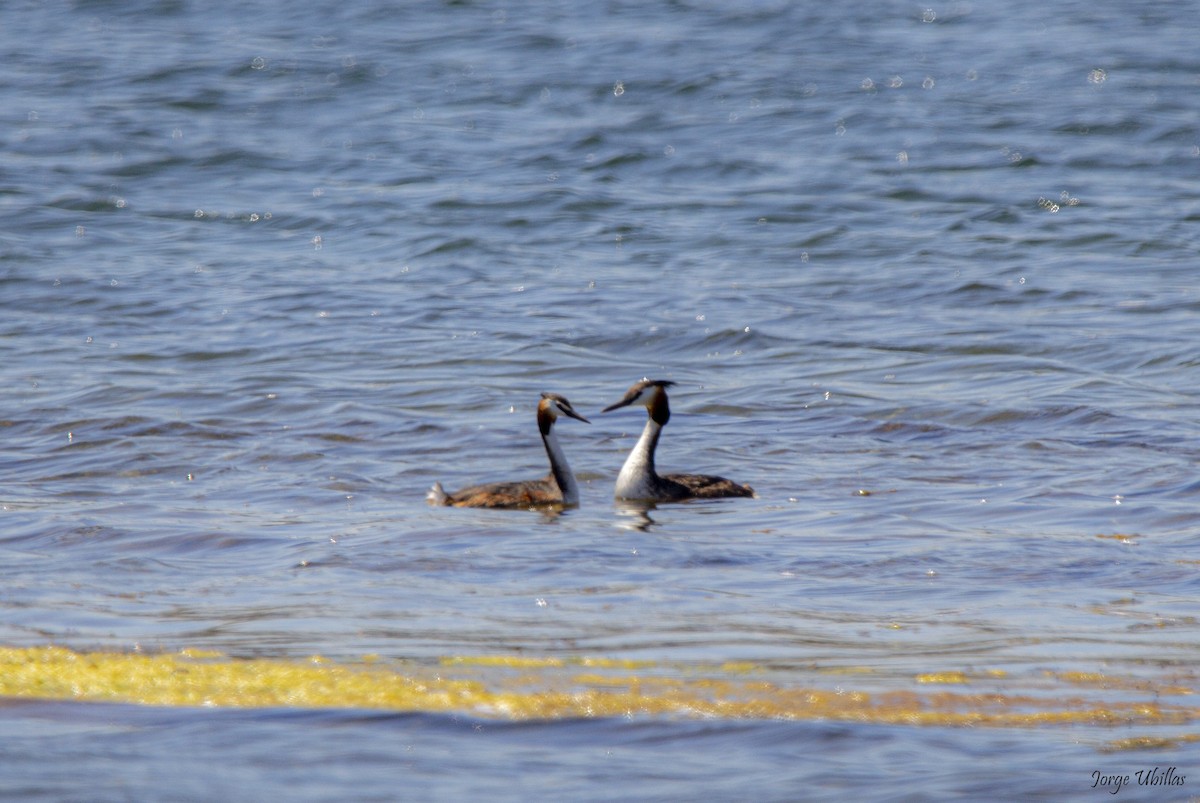 Great Crested Grebe - ML619358812